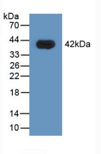 HNRPA1 / HnRNP A1 Antibody - Western Blot; Sample: Recombinant HNRPA1, Human.