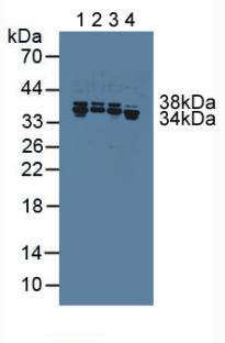 HNRPA1 / HnRNP A1 Antibody - Western Blot; Lane1: Human Hela Cells; Lane2: Porcine Intestine Tissue; Lane3: Human Jurkat Cells; Lane4: Human MCF7 Cells.