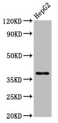 HNRPA1 / HnRNP A1 Antibody - Western Blot Positive WB detected in: HepG2 whole cell lysate All lanes: HNRNPA1 antibody at 3.9µg/ml Secondary Goat polyclonal to rabbit IgG at 1/50000 dilution Predicted band size: 39, 35, 30 kDa Observed band size: 39 kDa