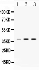 HNRPA1 / HnRNP A1 Antibody - Western blot - Anti-HnRNP A1 Picoband Antibody
