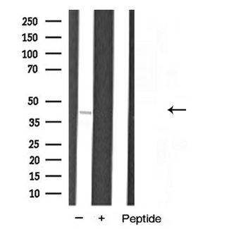 HNRPA1 / HnRNP A1 Antibody - Western blot analysis of hnRNP A1 expression in 293 cells extract