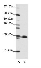 HNRPA1 / HnRNP A1 Antibody - A: Marker, B: Jurkat Cell Lysate.  This image was taken for the unconjugated form of this product. Other forms have not been tested.