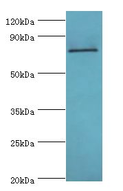 HNRPM / HNRNPM Antibody - Western blot. All lanes: HNRNPM antibody at 2 ug/ml+NIH3T3 whole cell lysate. Secondary antibody: Goat polyclonal to rabbit at 1:10000 dilution. Predicted band size: 77 kDa. Observed band size: 77 kDa.