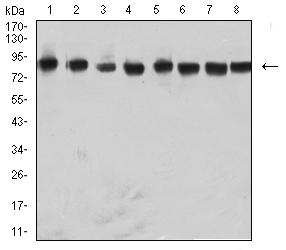 HNRPM / HNRNPM Antibody - Western blot analysis using NAGR1 mouse mAb against Raji (1), Hela (2), NIH/3T3 (3), A431 (4), A549 (5), HepG2 (6), PC-12 (7), and U251 (8) cell lysate.