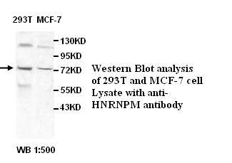 HNRPM / HNRNPM Antibody