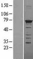 HNRPM / HNRNPM Protein - Western validation with an anti-DDK antibody * L: Control HEK293 lysate R: Over-expression lysate