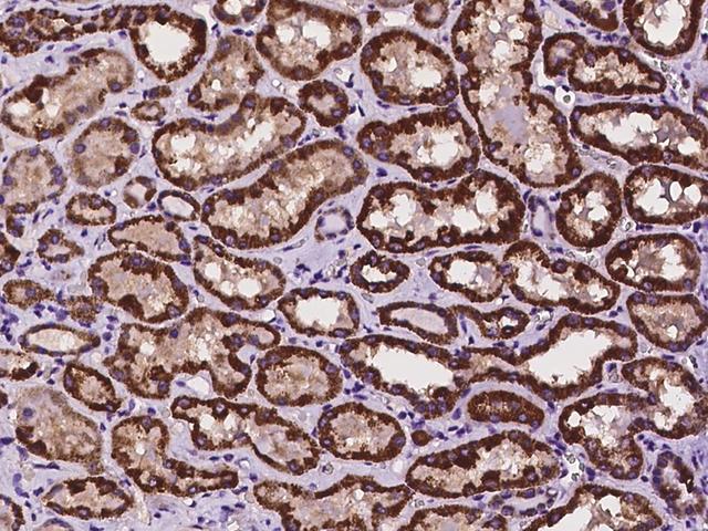 HOGA1 Antibody - Immunochemical staining of human HOGA1 in human kidney with rabbit polyclonal antibody at 1:100 dilution, formalin-fixed paraffin embedded sections.
