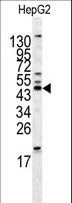 HOMER1 / Homer 1 Antibody - Western blot of HOMER1 antibody in HepG2 cell line lysates (35 ug/lane). HOMER1 (arrow) was detected using the purified antibody.
