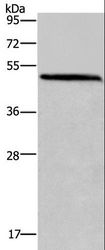 HOMER1 / Homer 1 Antibody - Western blot analysis of Mouse brain tissue, using HOMER1 Polyclonal Antibody at dilution of 1:400.