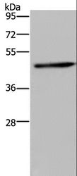 HOMER1 / Homer 1 Antibody - Western blot analysis of Mouse brain tissue, using HOMER1 Polyclonal Antibody at dilution of 1:300.