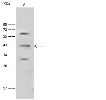 HOMER1 / Homer 1 Antibody - Anti-HOMER1 rabbit polyclonal antibody at 1:500 dilution. Lane A: H1299 Whole Cell Lysate. Lysates/proteins at 30 ug per lane. Secondary: Goat Anti-Rabbit IgG (H+L)/HRP at 1/10000 dilution. Developed using the ECL technique. Performed under reducing conditions. Predicted band size: 40 kDa. Observed band size: 43 kDa.
