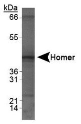 HOMER1 / Homer 1 Antibody - HOMER1 Antibody - Western blot of HOMER1 on human brain lysate.