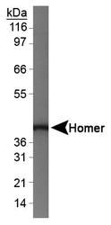 HOMER1 / Homer 1 Antibody - HOMER1 Antibody - Western blot of HOMER1 on mouse brain lysate.