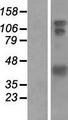 HOMER1 / Homer 1 Protein - Western validation with an anti-DDK antibody * L: Control HEK293 lysate R: Over-expression lysate