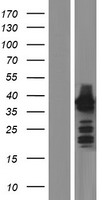 HOMER2 / Homer 2 Protein - Western validation with an anti-DDK antibody * L: Control HEK293 lysate R: Over-expression lysate