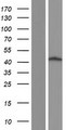 HOMER2 / Homer 2 Protein - Western validation with an anti-DDK antibody * L: Control HEK293 lysate R: Over-expression lysate