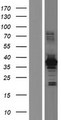 HOMER2 / Homer 2 Protein - Western validation with an anti-DDK antibody * L: Control HEK293 lysate R: Over-expression lysate