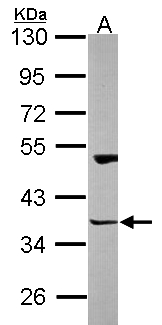 HOMER3 / Homer 3 Antibody - Sample (30 ug of whole cell lysate). A: NT2D1. 10% SDS PAGE. HOMER3 antibody diluted at 1:1000.