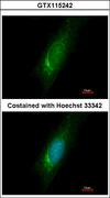 HOMER3 / Homer 3 Antibody - Immunofluorescence of methanol-fixed HeLa using Homer3 antibody at 1:500 dilution.