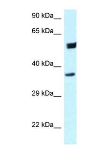 HOMER3 / Homer 3 Antibody - HOMER3 antibody Western blot of HeLa Cell lysate. Antibody concentration 1 ug/ml.  This image was taken for the unconjugated form of this product. Other forms have not been tested.