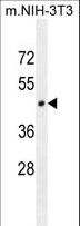HOMEZ Antibody - HOMEZ Antibody western blot of mouse NIH-3T3 cell line lysates (35 ug/lane). The HOMEZ antibody detected the HOMEZ protein (arrow).
