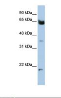 HOMEZ Antibody - 721_B cell lysate. Antibody concentration: 1.0 ug/ml. Gel concentration: 12%.  This image was taken for the unconjugated form of this product. Other forms have not been tested.