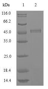 Mrjp1 Protein - (Tris-Glycine gel) Discontinuous SDS-PAGE (reduced) with 5% enrichment gel and 15% separation gel.