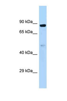 HOOK1 Antibody - HOOK1 antibody Western blot of Fetal Heart lysate. Antibody concentration 1 ug/ml.  This image was taken for the unconjugated form of this product. Other forms have not been tested.