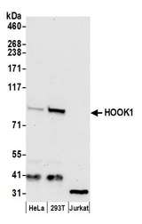 HOOK1 Antibody - Detection of human HOOK1 by western blot. Samples: Whole cell lysate (50 µg) from HeLa, HEK293T, and Jurkat cells prepared using NETN lysis buffer. Antibody: Affinity purified rabbit anti-HOOK1 antibody used for WB at 0.4 µg/ml. Detection: Chemiluminescence with an exposure time of 30 seconds.