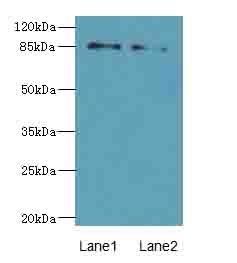 HOOK1 Antibody - Western blot. All lanes: HOOK1 antibody at 4 ug/ml. Lane 1: 293T whole cell lysate. Lane 2: MCF7 whole cell lysate. Secondary Goat polyclonal to Rabbit IgG at 1:10000 dilution. Predicted band size: 85 kDa. Observed band size: 85 kDa.