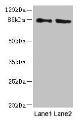 HOOK1 Antibody - Western blot All lanes: HOOK1 antibody at 4µg/ml Lane 1: 293T whole cell lysate Lane 2: MCF-7 whole cell lysate Secondary Goat polyclonal to rabbit IgG at 1/10000 dilution Predicted band size: 85, 81 kDa Observed band size: 85 kDa