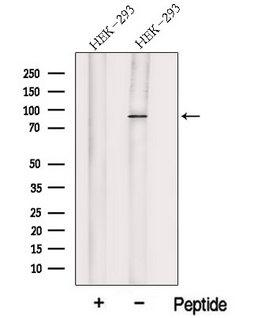 HOOK1 Antibody - Western blot analysis of extracts of HEK293 cells using HOOK1 antibody. The lane on the left was treated with blocking peptide.