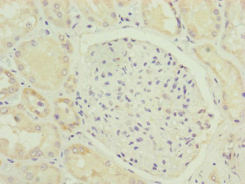 HOOK2 Antibody - Immunohistochemistry of paraffin-embedded human kidney tissue at dilution of 1:100