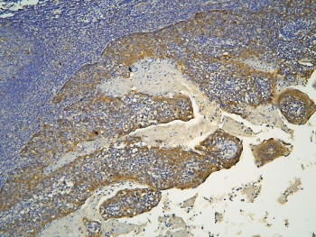 HOOK2 Antibody - IHC staining of FFPE human tonsil tissue with HOOK2 antibody at 1ug/ml. HIER: boil tissue sections in pH6, 10mM citrate buffer, for 10-20 min and allow to cool before testing.