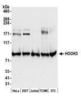 HOOK3 Antibody - Detection of human and mouse HOOK3 by western blot. Samples: Whole cell lysate (50 µg) from HeLa, HEK293T, Jurkat, mouse TCMK-1, and mouse NIH 3T3 cells prepared using NETN lysis buffer. Antibody: Affinity purified rabbit anti-HOOK3 antibody used for WB at 0.1 µg/ml. Detection: Chemiluminescence with an exposure time of 30 seconds.
