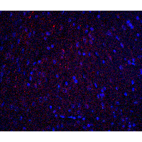 HOOK3 Antibody - Immunofluorescence of HOOK3 in mouse brain tissue with HOOK3 antibody at 20 µg/ml.