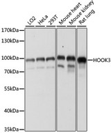 HOOK3 Antibody - Western blot analysis of extracts of various cell lines, using HOOK3 antibody at 1:1000 dilution. The secondary antibody used was an HRP Goat Anti-Rabbit IgG (H+L) at 1:10000 dilution. Lysates were loaded 25ug per lane and 3% nonfat dry milk in TBST was used for blocking. An ECL Kit was used for detection and the exposure time was 60s.