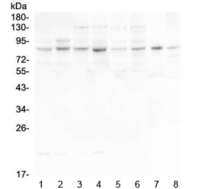HOOK3 Antibody - Western blot testing of human 1) HeLa, 2) U-87 MG, 3) U-2 OS, 4) K562, 5) Caco-2, 6) A549, 7) rat heart and 8) mouse heart lysate with HOOK3 antibody at 0.5ug/ml. Predicted molecular weight ~83 kDa.