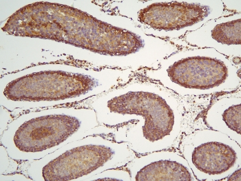 HOOK3 Antibody - IHC staining of FFPE human rat testis with HOOK3 antibody at 1ug/ml. HIER: boil tissue sections in pH6, 10mM citrate buffer, for 10-20 min and allow to cool before testing.