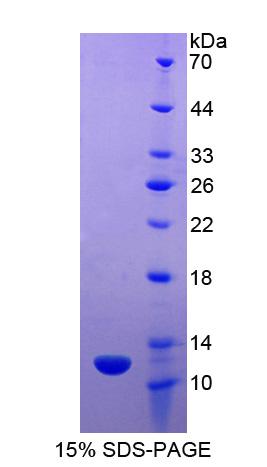 APOC2 / Apolipoprotein C II Protein - Recombinant Apolipoprotein C2 By SDS-PAGE