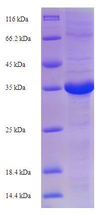 EPO / Erythropoietin Protein