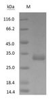 Horse IgG Fc Protein - (Tris-Glycine gel) Discontinuous SDS-PAGE (reduced) with 5% enrichment gel and 15% separation gel.