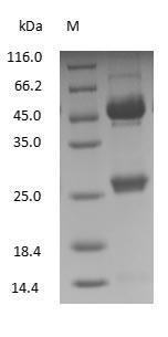 Horse IgG Protein - (Tris-Glycine gel) Discontinuous SDS-PAGE (reduced) with 5% enrichment gel and 15% separation gel.