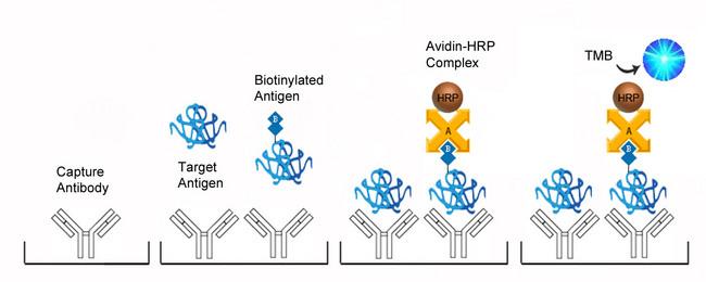 Insulin ELISA Kit - Competition ELISA Platform Overview