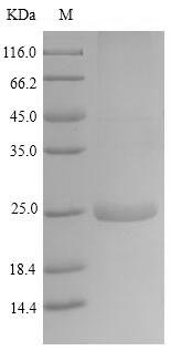 LATH Protein - (Tris-Glycine gel) Discontinuous SDS-PAGE (reduced) with 5% enrichment gel and 15% separation gel.