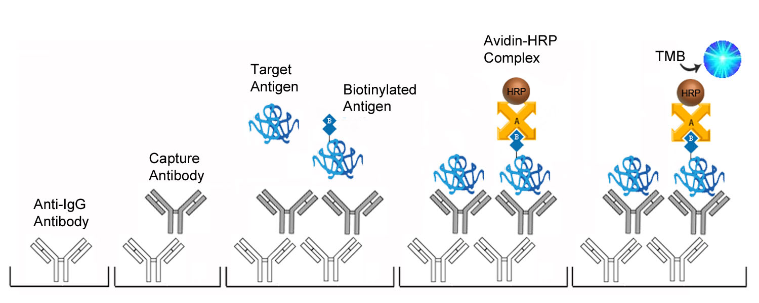 Testosterone ELISA Kit - Competition ELISA Platform Overview