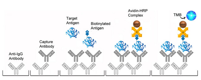 Testosterone ELISA Kit - Competition ELISA Platform Overview