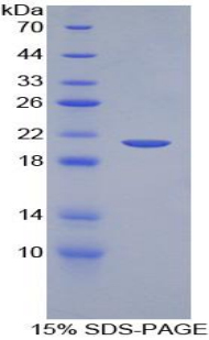TNF Alpha Protein - Recombinant Tumor Necrosis Factor Alpha By SDS-PAGE