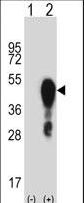 HOXA1 Antibody - Western blot of Hoxa1 (arrow) using rabbit polyclonal Mouse Hoxa1 Antibody. 293 cell lysates (2 ug/lane) either nontransfected (Lane 1) or transiently transfected (Lane 2) with the Hoxa1 gene.