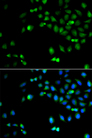 HOXA1 Antibody - Immunofluorescence analysis of A549 cells.
